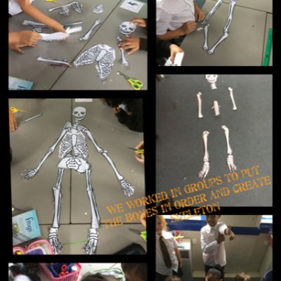 Building a skeleton in Science